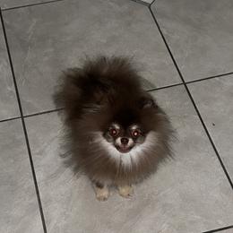 Godiva - Chocolate and tan male Pomeranian puppy in Burbank, California from Twins Dream Poms