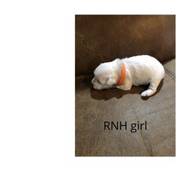 Miniature Schnauzer Puppies from RNH Schnauzers