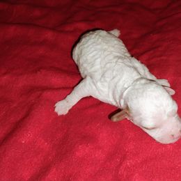 Frosty - Blenheim male Cavapoo puppy in Spanish Fork, Utah from Sugar Doodles Pups