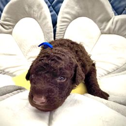 Chico - Liver male Curly-Coated Retriever puppy in Salt Lake City, Utah from Betacoil Curly Coated Retrievers