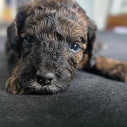 Green Boy - Sable male Poodle puppy in Hillsboro, Illinois from Sarah's Poodles