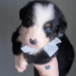 Karen - Black tri-color female Australian Shepherd puppy in Georgetown, Texas from River Reign Australian Shepherds
