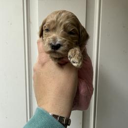 Clover - Apricot female Goldendoodle puppy in Clinton, Utah from Golden Law Kennels