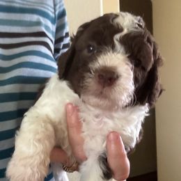 Patch boy 3 - Brown male Lagotto Romagnolo puppy in Riverdale, California from Curly Acres Lagotto Romagnolo