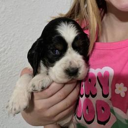 Sally - Black white and tan female English Springer Spaniel puppy in Florida from Thunderbird Springers