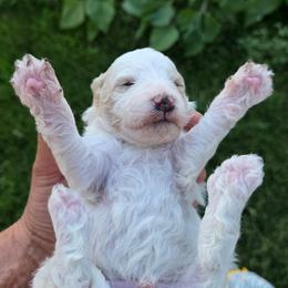 White - Yellow and white male Bernedoodle puppy in Graham, Texas from 2 Rose Ranch Doodles