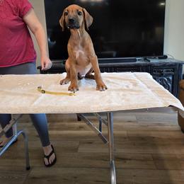Yellow collar - Rd whtn blk nose female Rhodesian Ridgeback puppy in Ocala, Florida from Avanti Ridgebacks