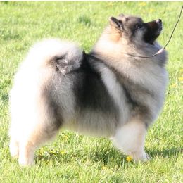 Keeshonden from Raylen Keeshond