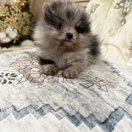 Freckles - Black male Pomeranian puppy in El Sobrante, California from Little Lovers Kennels, LLC