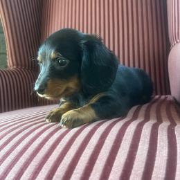 Mindy - Black and tan female Dachshund puppy in Arthur, Illinois from Chupp’s Puppies