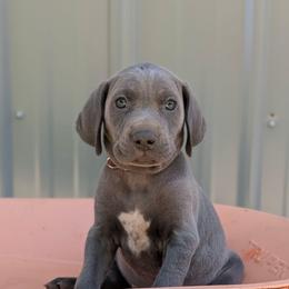 Cassandra - Blue female Weimaraner puppy in Evart, Michigan from Drehbar Weimaraners