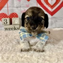 Boy one - Brindle male Dachshund puppy in Lakeland, Florida from Ruthie’s Rich Mini Dachshunds