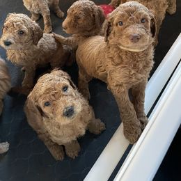 Poodle Puppies from FurEver Poodles