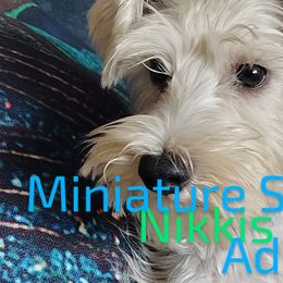 Miniature Schnauzers from Nikkis Minis