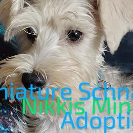 Miniature Schnauzers from Nikkis Minis