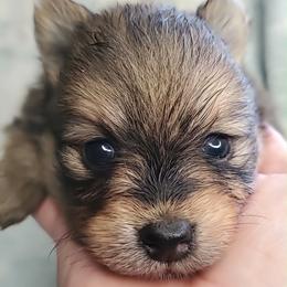 Girl 1 - Red sable female Pomeranian puppy in Tulsa County, Oklahoma from CP Kennels
