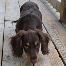 Chocolatte - Chocolate and cream male Dachshund puppy in Norwood, Missouri from Madra's Dashing Doxies