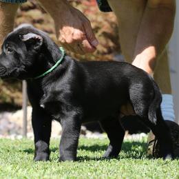 Green Collar - Black male Perro de Presa Canario puppy in Pocahontas, Illinois from Cabeza Grande Kennel