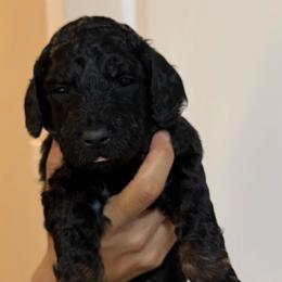 Toffee - Phantom male Poodle puppy in Pueblo West, Colorado from Little Paws Poodles