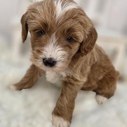 Bear - Apricot male Goldendoodle puppy in Decatur, Tennessee from Diamond's Doodles