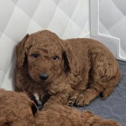 Blue Collar - Red  male Goldendoodle puppy in Auburn, Kansas from Puppy Paradise:  English Mastiff Puppies & Standard Goldendoodle Puppies