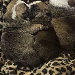 Bulldog Puppies from K&D Bulldogs