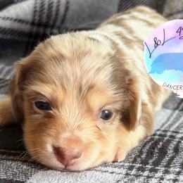 Girl 1 - Dapple female Dachshund puppy in Houston, Texas from L&L 4D Dancer’s Dachshunds