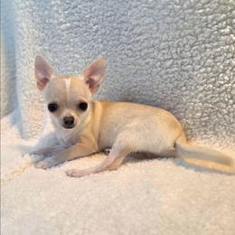 Annie - Cream and white female Chihuahua puppy in Cape Coral, Florida from Inspired Chihuahuas