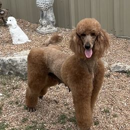 Roxie - Poodle