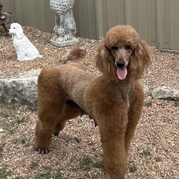 Roxie - Poodle