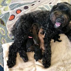 Whoodle Puppies from Whoodles of Love