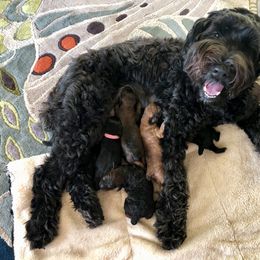 Whoodle Puppies from Whoodles of Love