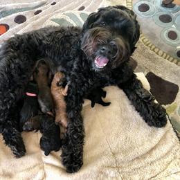 Whoodle Puppies from Whoodles of Love