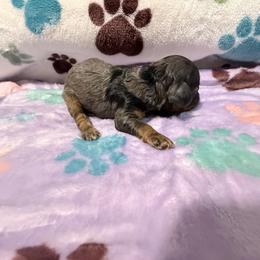 Magnolia - Merle female Cockapoo puppy in Clarks Summit, Pennsylvania from M&M Cockapoos