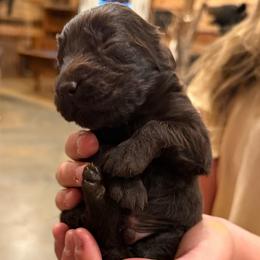 Girl 1 - Chocolate female Boykin Spaniel puppy in Barney, Georgia from Price & Co.