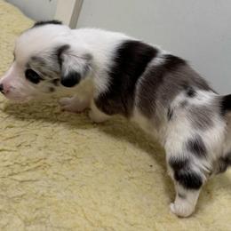Juniper - White merle female Cardigan Welsh Corgi puppy in Omaha, Arkansas from DnD Corgis