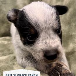 Willow - Blue female Australian Cattle Dog puppy in Atwood, Kansas from Grit ‘n’ Grace Ranch