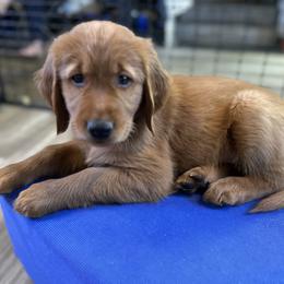 Assorted Doodle Crosses and Golden Retriever Puppies from Golden Palms Puppies