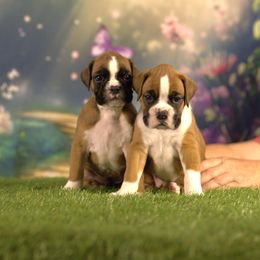 Boxer Puppies from Elevated Boxers