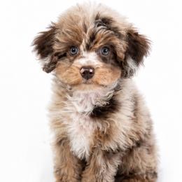 Utah residents only - Guardian Home Opportunity - Brown male Poodle puppy in Herriman, Utah from Gypsi Doodles & Poodles LLC.