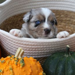Miniature Australian Shepherd Puppies from Firefly River Mini Aussies
