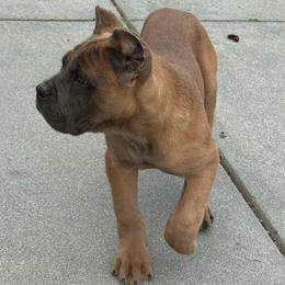 Big Red - Gray and fawn male Cane Corso puppy in Morgan Hill, California from Corso Empire