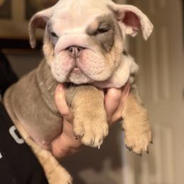 Burrito - Lilac tri-color male Bulldog puppy in Fort Oglethorpe, Georgia from Jhuntfrenchies