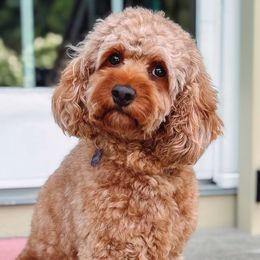 Maze - Cockapoo