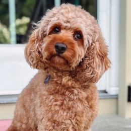 Maze - Cockapoo