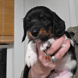 Pippie's black and tan piebald longhair boy - Piebald male Dachshund puppy in Declo, Idaho from Dozendachs