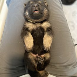 Green-Haunt - Black and tan male German Shepherd puppy in Medical Lake, Washington from Nine Realms German Shepherds