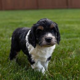 Cassie - Tri-color female Bernedoodle puppy in Fishers, Indiana from Fishers Bernedoodles