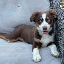 Miniature American Shepherd and Miniature Australian Shepherd Puppies from Shannon Pleines