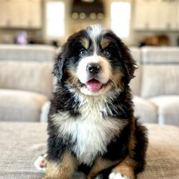 Bernese Mountain Dog Puppies from Golden Willow Puppies